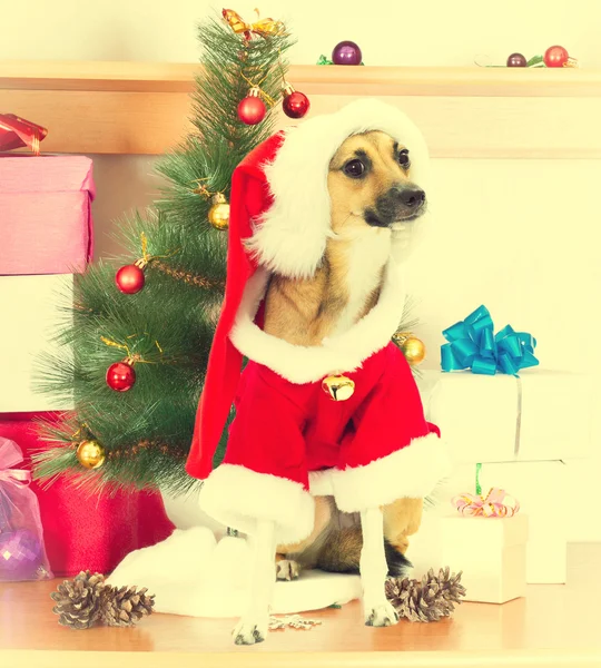 Σκυλί με τον Άγιο Βασίλη ρούχα πέρα από το υπόβαθρο των Χριστουγέννων Χριστούγεννα t — Φωτογραφία Αρχείου