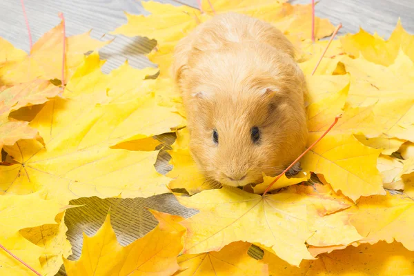 golden guinea pig in yellow maple leaves