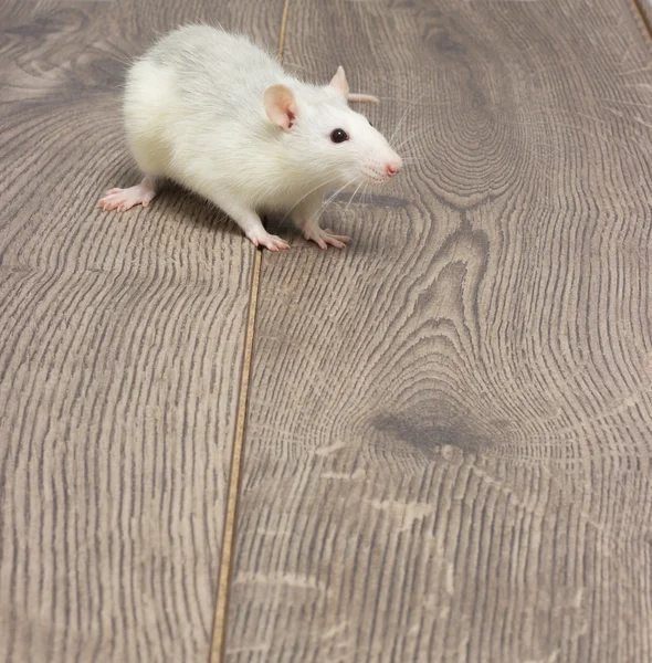Fehér kisállat patkány, a fa padló — Stock Fotó