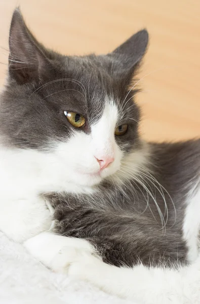 Retrato de un lindo gato blanco y negro —  Fotos de Stock