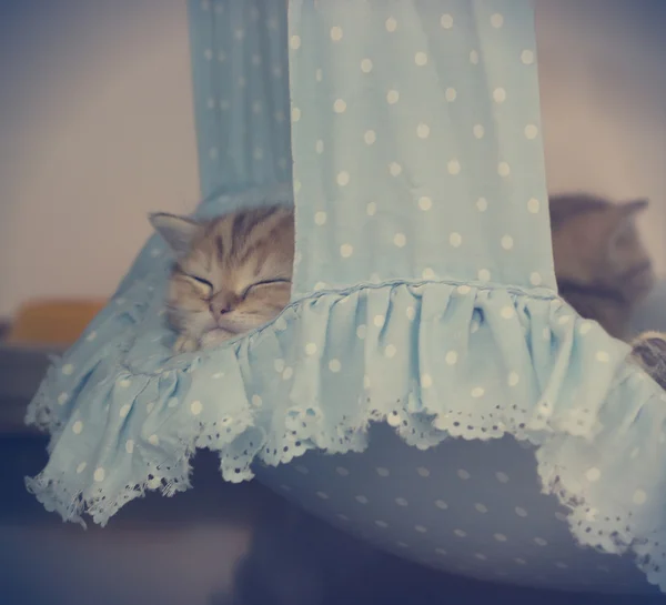 かわいい赤い子猫が眠って — ストック写真