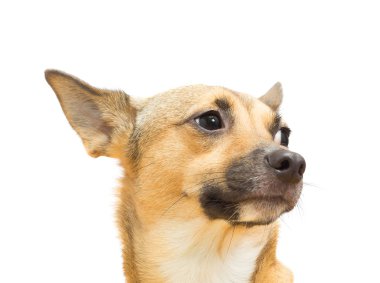 izole beyaz bir arka plan üzerinde komik köpek