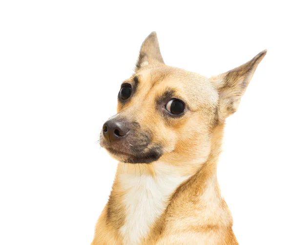 Engraçado focinho canino close-up em um fundo branco isolado — Fotografia de Stock