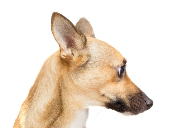 Funny dog muzzle on white background isolated — Stock Photo, Image