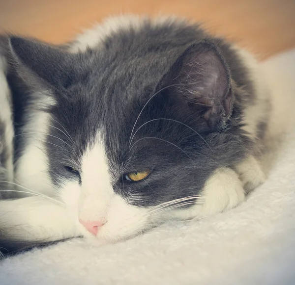 Porträt einer Katze im Retro-Stil — Stockfoto