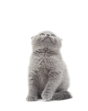 İngiliz lop-eared beyaz bir arka plan üzerinde komik ararken kedicik 