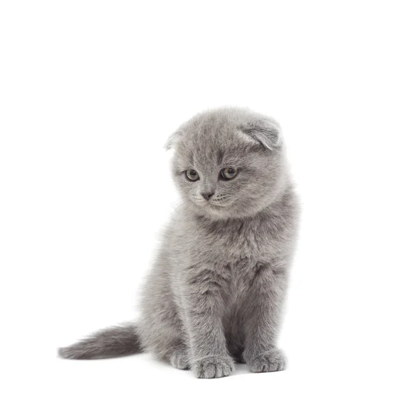 Izole bir beyaz arka plan üzerinde izlerken komik İngiliz yavru kedi — Stok fotoğraf