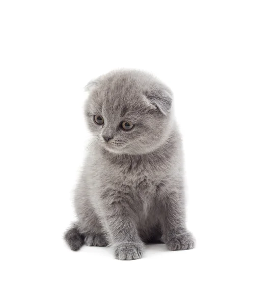 Gatito británico gris sobre un fondo blanco aislado —  Fotos de Stock