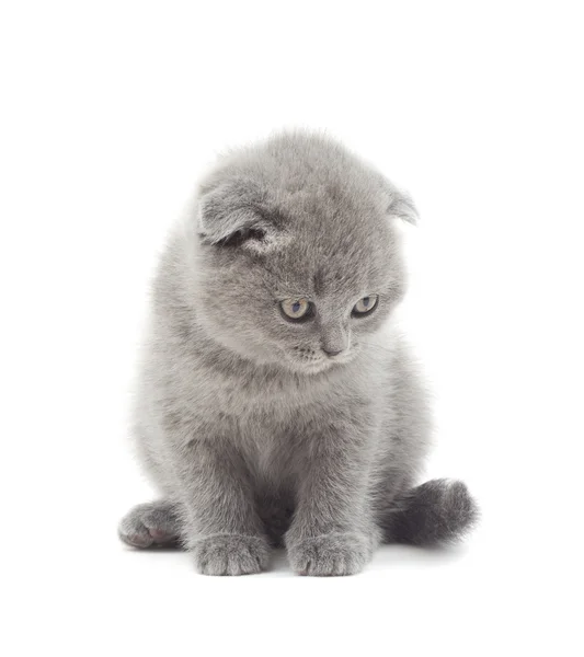 Британский котенок смешной, смотрящий сверху на белую спинку — стоковое фото