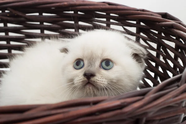 British lop-eared kitten sitting in a straw wicker basket lookin — Stock Photo, Image