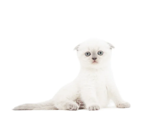 Divertido gatito en un blanco fondo aislado —  Fotos de Stock