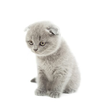 Komik gri İngiliz lop-eared yavru kedi üzerinde beyaz arka plan isolat