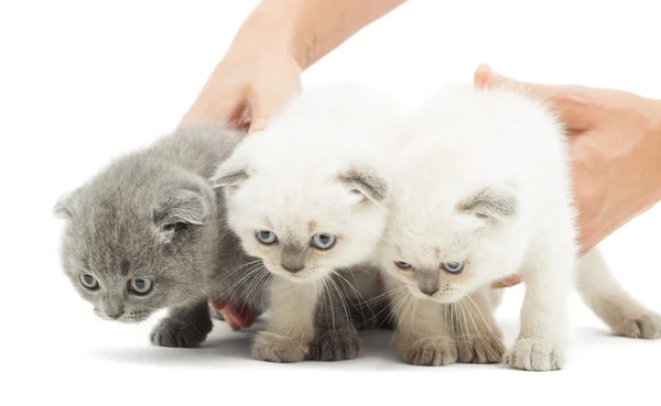 Три смешных котенка в руках человека изолированы на белом фоне — стоковое фото