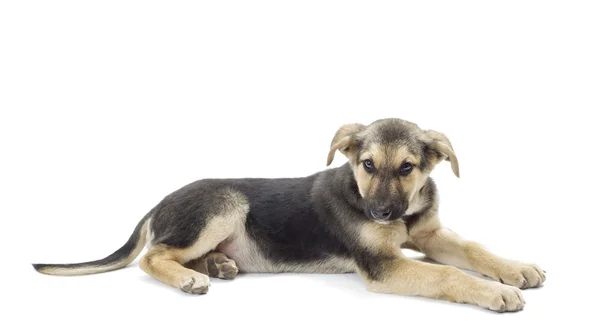 Chien bâtard couché sur un fond blanc — Photo