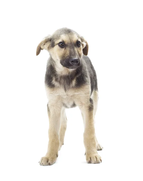 Hond staande op een witte achtergrond geïsoleerd — Stockfoto