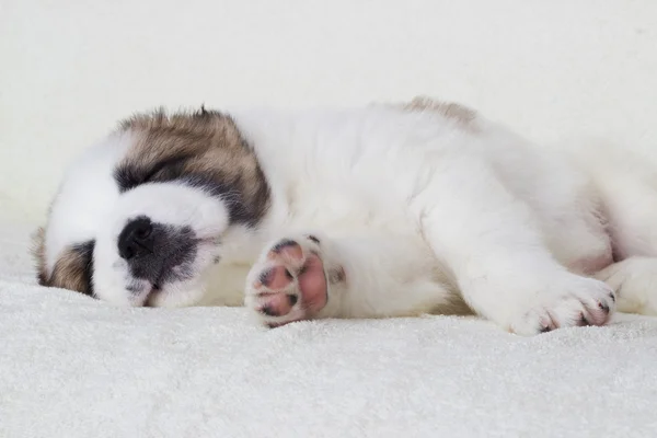 Puppy sleeps — Stock Photo, Image