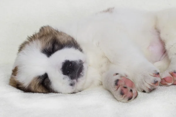 Uyuyan bir köpek yavrusu — Stok fotoğraf