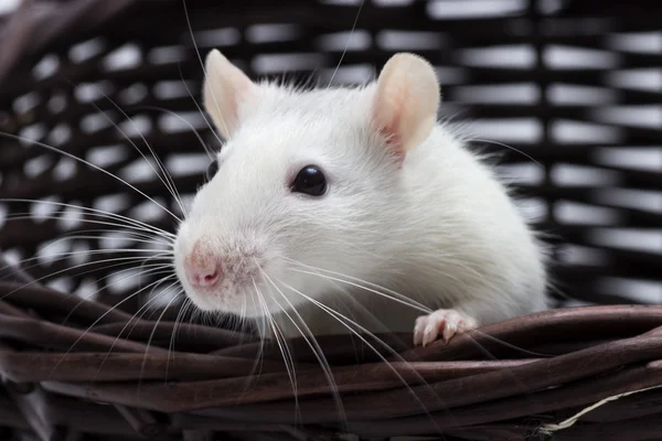 Cute rat looks — Stock Photo, Image