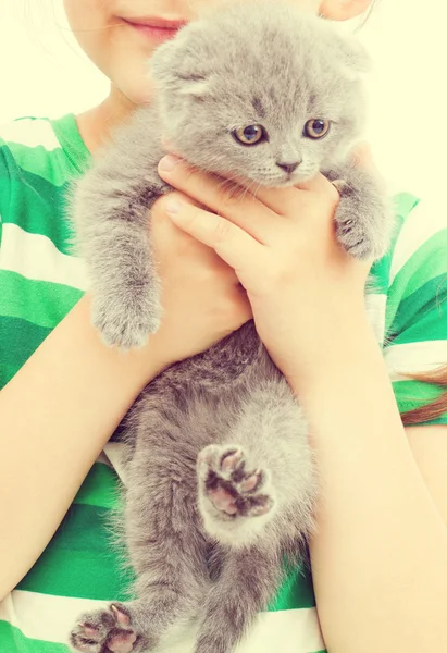 Garoto segurando um britânico lop-eared gatinho — Fotografia de Stock