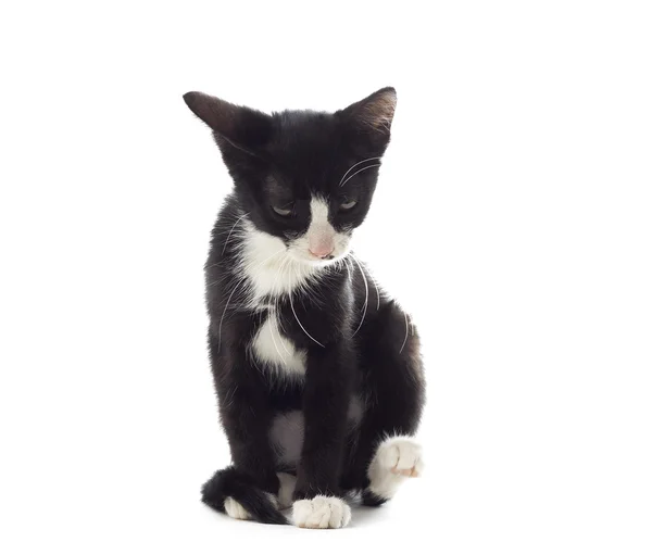 Funny black and white cat on a white background isolated — Stock Photo, Image