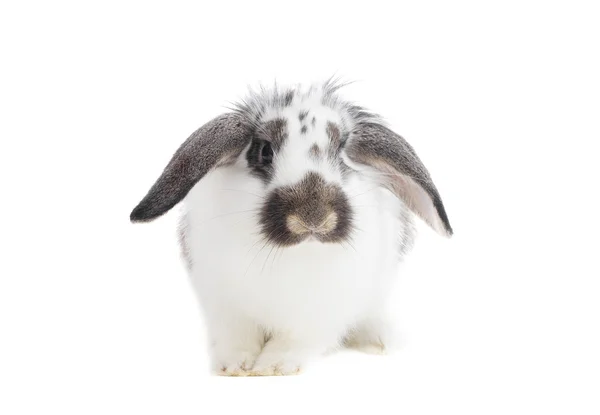 Conejo sobre un fondo blanco aislado — Foto de Stock