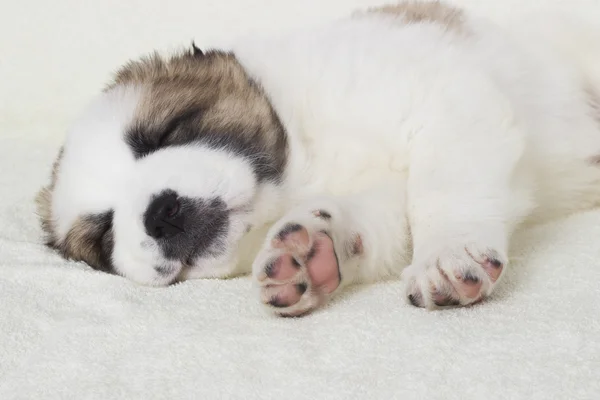 Lindo durmiendo cachorro pastor — Foto de Stock