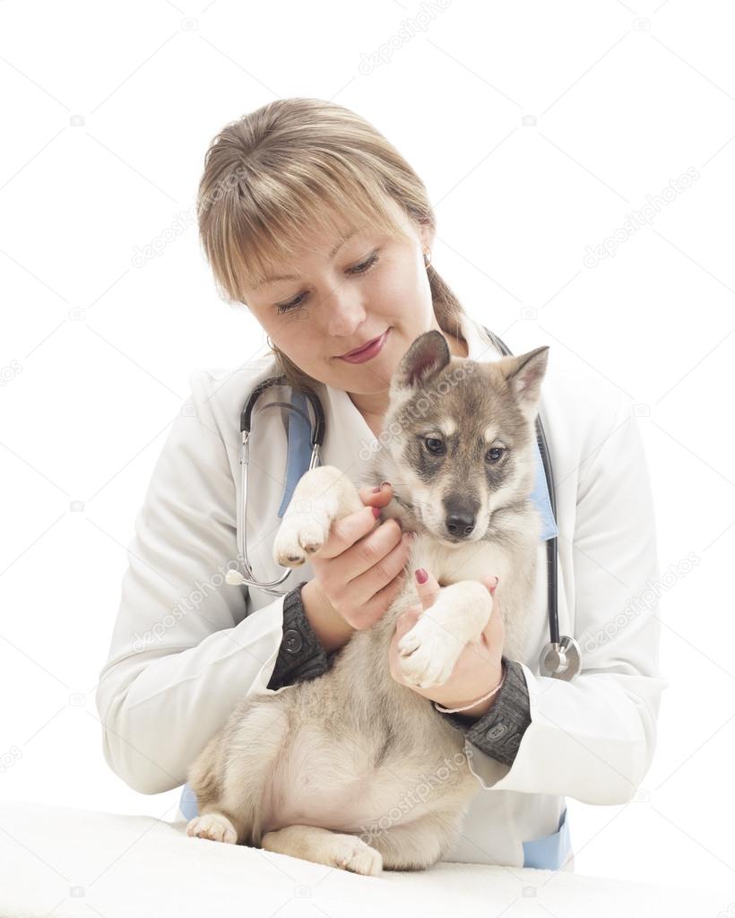 female vet and puppy huskies