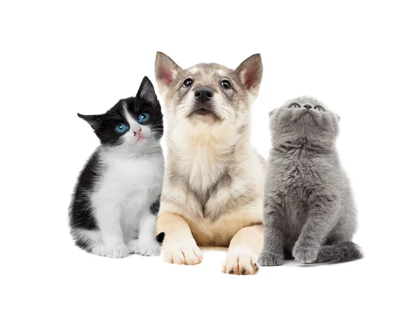 Schattige puppy en kitten — Stockfoto
