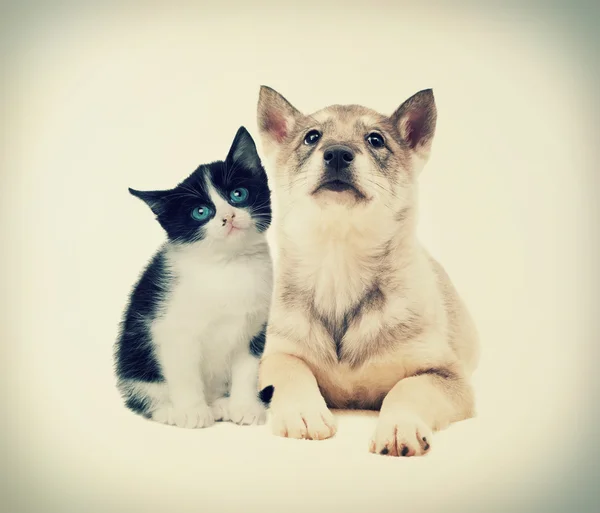 Cute kitten and puppy — Stock Photo, Image