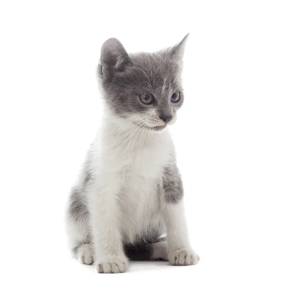 Chaton drôle sur un fond blanc isolé — Photo