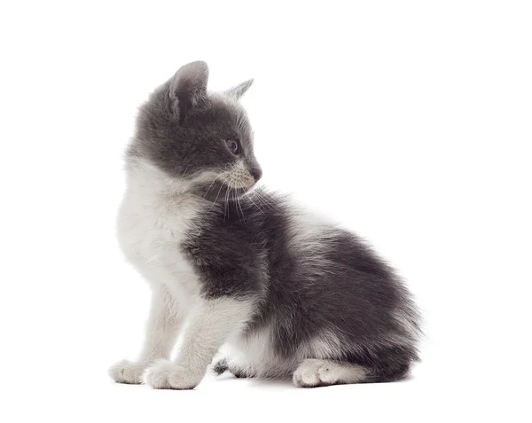 Gato mestizo sobre un fondo blanco aislado —  Fotos de Stock