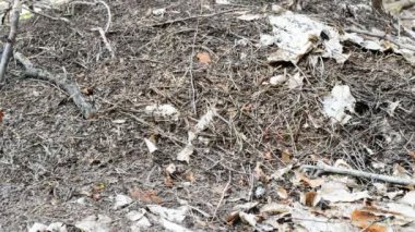 Karıncalar karınca yuvası koşma