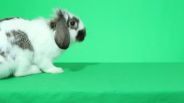 sevimli lop-eared tavşan