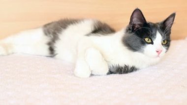Siyah beyaz kedi