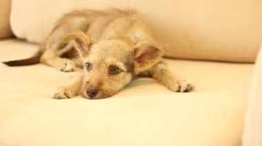 Komik yerli köpek