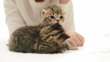 Çocuğun yanında iki şeritli yavru kedi