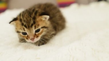 Küçük çizgili kedi yavrusu