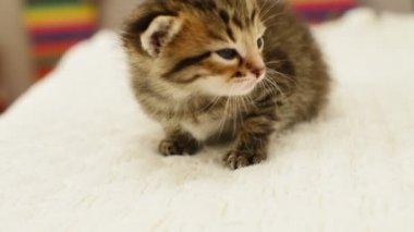 Komik kedi yavrusu meowing Koklayıcılara