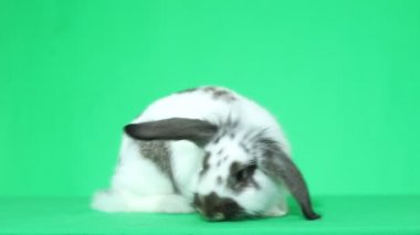 sevimli lop-eared tavşan