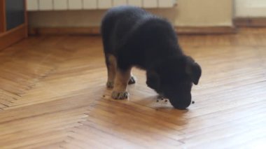 Alman çoban köpek yavrusu yemek