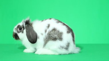 sevimli lop-eared tavşan