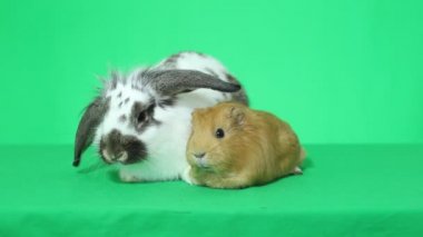 Eskiden şiling şimdi domuz ve tavşan