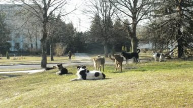 Sokakta evsiz köpekleri