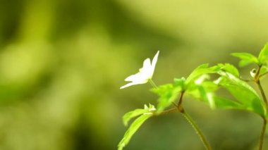 Bahar çiçek çiçek