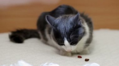 Şirin siyah beyaz kedi.