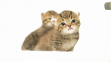 İki küçük şirin kedi yavrusu