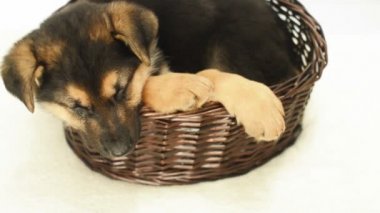 Hasır sepet içinde köpek yavrusu