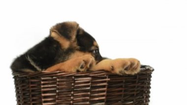 Hasır sepet içinde köpek yavrusu
