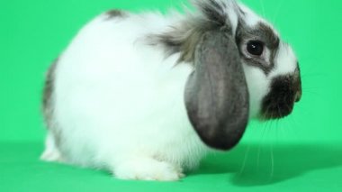 sevimli lop-eared tavşan