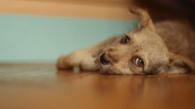 Sevimli köpek kulakları wiggles